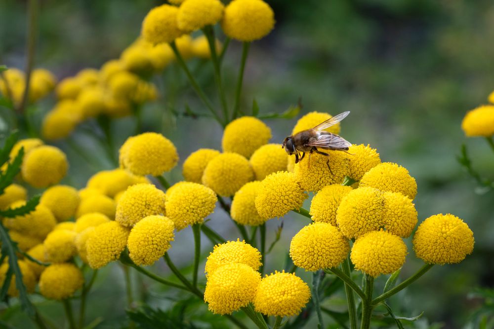 Plant Image